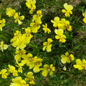 Fialka žltá sudetská -Viola lutea subsp. sudetica