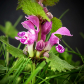 Hluchavka škvrnitá /Lamium maculatum/