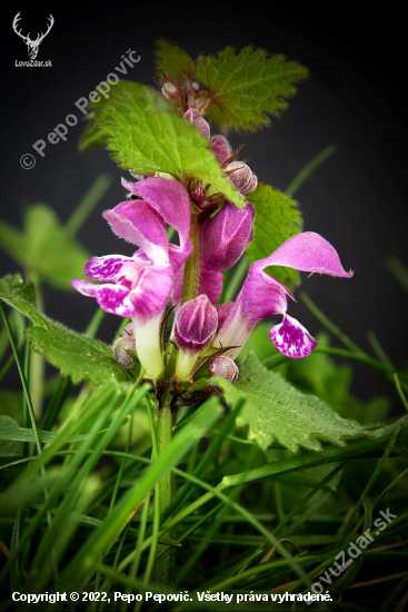 Hluchavka škvrnitá /Lamium maculatum/