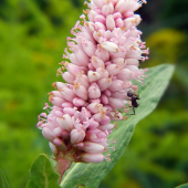 horčiak štiavolistý Persicaria lapathifolia (L.) Gray