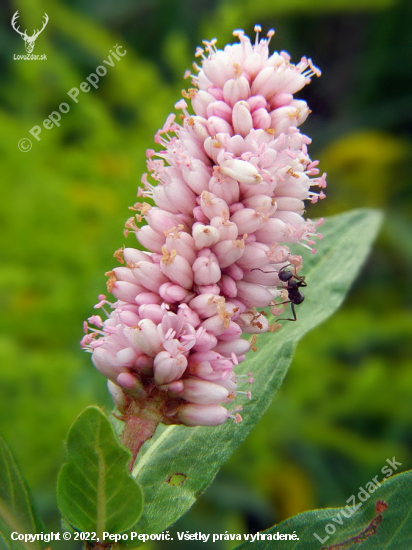 horčiak štiavolistý Persicaria lapathifolia (L.) Gray