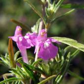 ziabor úzkolistý  / Dalanum angustifolium (Ehrh.) Dostál/