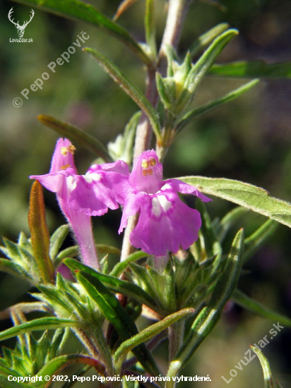 ziabor úzkolistý  / Dalanum angustifolium (Ehrh.) Dostál/