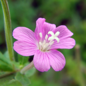 vŕbovka chlpatá Epilobium hirsutum L