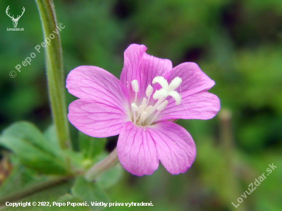 vŕbovka chlpatá Epilobium hirsutum L