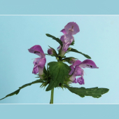 Hluchavka škvrnitá /Lamium maculatum/