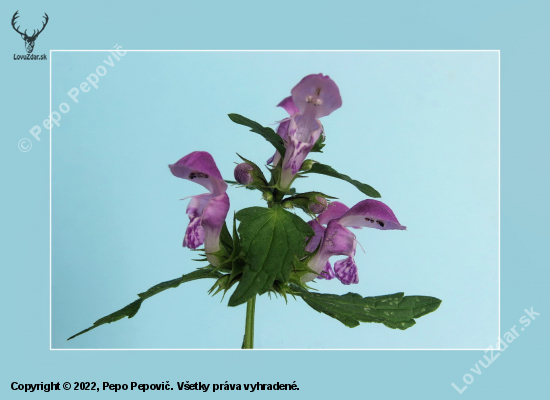 Hluchavka škvrnitá /Lamium maculatum/