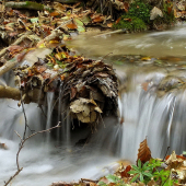 lesná bystrina