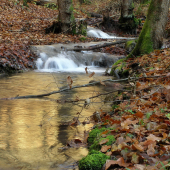 lesná bystrina