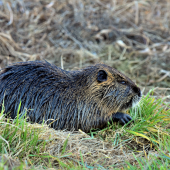 Nutrie.