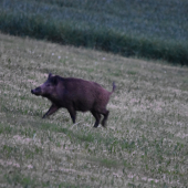 Sekáč.