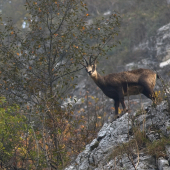 Kamzica