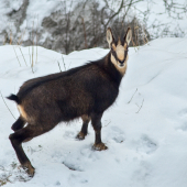 Sneh mi nevadí