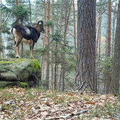 ... ať dobře vidím