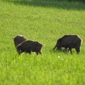 Diviačikovia