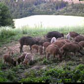 Zlaté časy