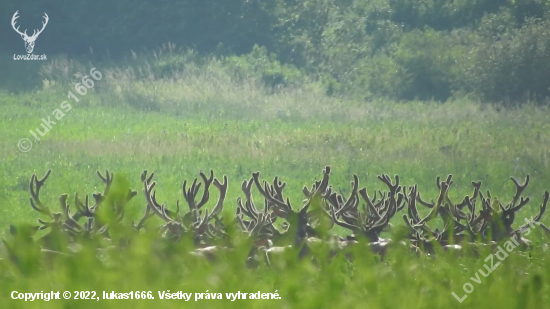 Veľká partia v lyku