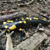 Salamandra škvrnitá