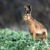 Zajac polny-Lepus europaeus