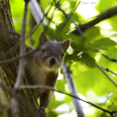 Veverica obyčajná-Sciurus vulgaris