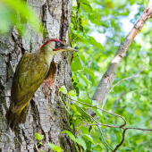 Žlna zelená-Picus viridis