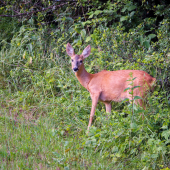 Srna lesna-Capreolus capreolus