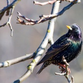 Škorec obyčajný-Sturnus vulgaris