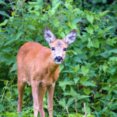 Srna lesná-Capreolus capreolus