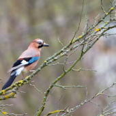 Sojka obyčajná-Garrulus glandarius