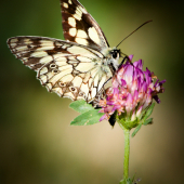 Očkáň timotejkový-Melanargia galathea