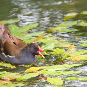 Sliepočka vodná-Gallinula chloropus