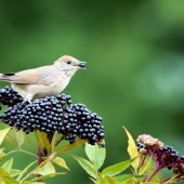 Penica čiernohlavá-Sylvia atricapilla