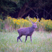 Jeleň lesný-Cervus elaphus