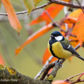 Sýkorka veľká-Parus major