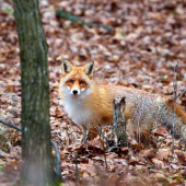 Líška hrdzavá-Vulpes vulpes