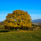 Jesenný osamotený strom