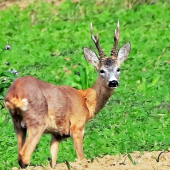 z tých lepších