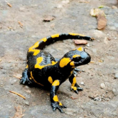 Salamandra