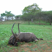 Nyala