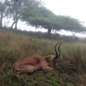 Impala