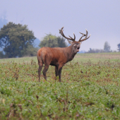 Kráľ.