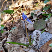 scila dvojlistá   (Scilla bifolia agg. L.)