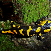 Salamandra ...