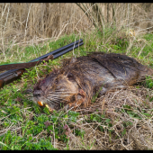 Nutria