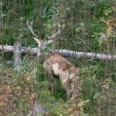 Fľakatý v jarabinke