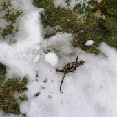 salamandra na snehu