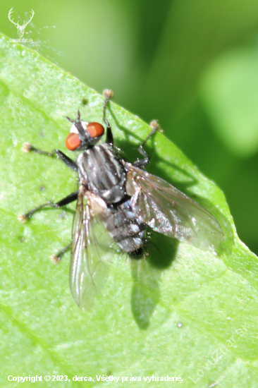 Moucha -Pestřenka