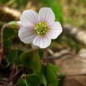 kyslička obyčajná /Oxalis acetosella L /