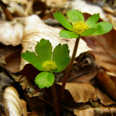 hviezdnatec čemericový / Hacquetia epipactis /