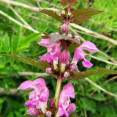 Hluchavka škvrnitá /Lamium maculatum/